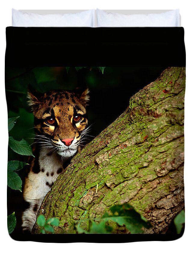 Hiding Duvet Cover featuring the photograph Clouded Leopard Neofelis Nebulosa by Art Wolfe