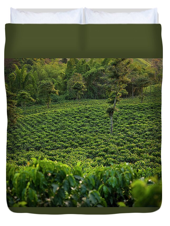 Scenics Duvet Cover featuring the photograph Coffee Plantation In Evening Light by Picturegarden