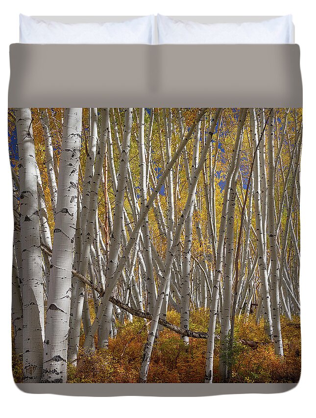 Aspen Tree Forest Duvet Cover featuring the photograph Colorful Stick Forest by James BO Insogna