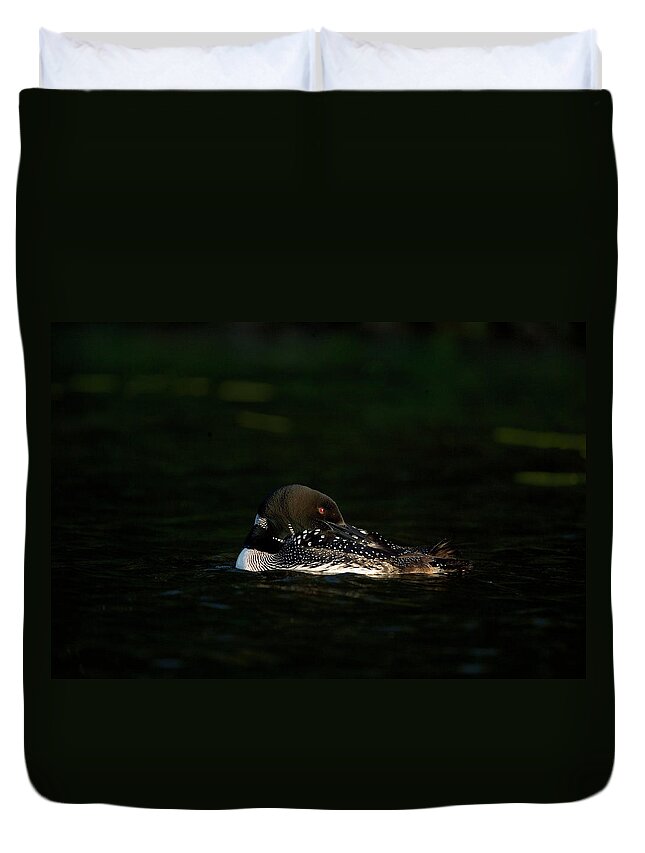 Common Loon Duvet Cover featuring the photograph Common Loon Adult In Breeding Plumage, Preening In The Last by Marie Read / Naturepl.com