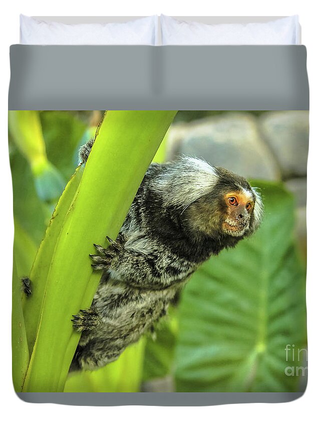 Monkey Duvet Cover featuring the photograph Common marmoset Monkey by Benny Marty
