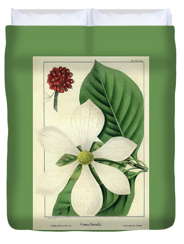 Pacific Dogwood Duvet Cover featuring the drawing Cornus Nuttallii by Unknown