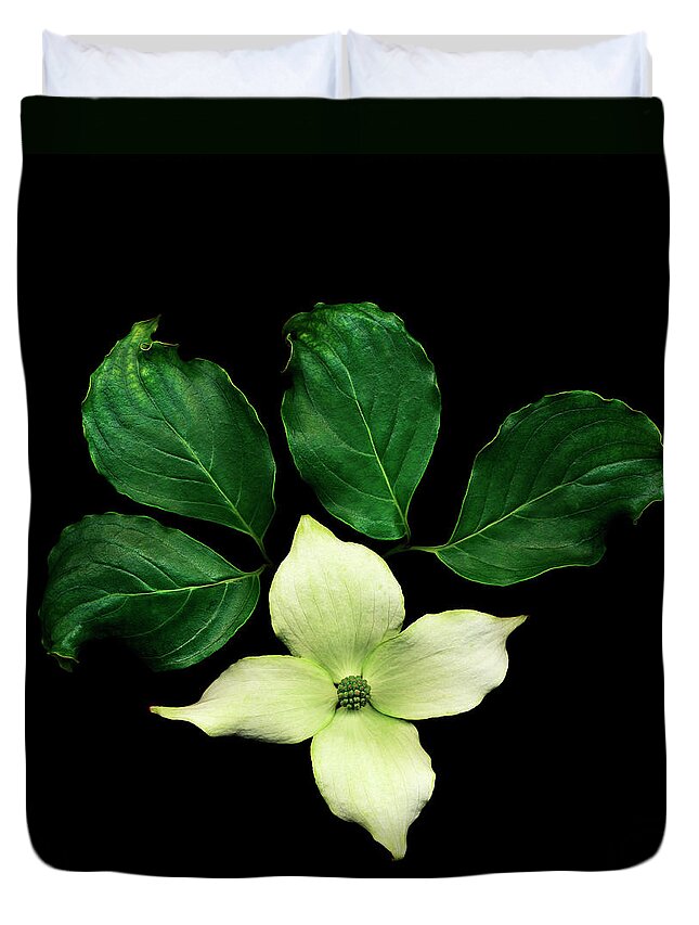 Dogwood Duvet Cover featuring the photograph Cornus Plant Against Black Background by Mike Hill