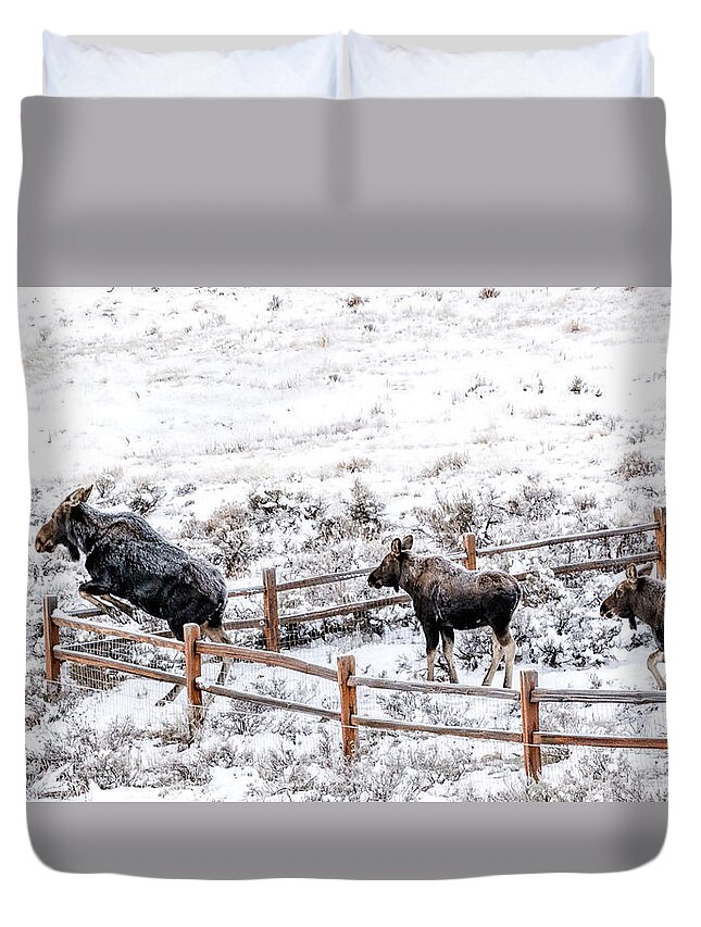 Cow Moose Duvet Cover featuring the photograph Cow Moose Leaping Fence by Stephen Johnson