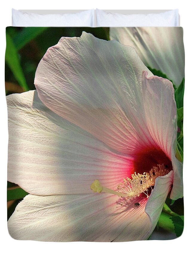 Nature Duvet Cover featuring the photograph Crimson-eyed Rosemallow DSMF0104 by Gerry Gantt