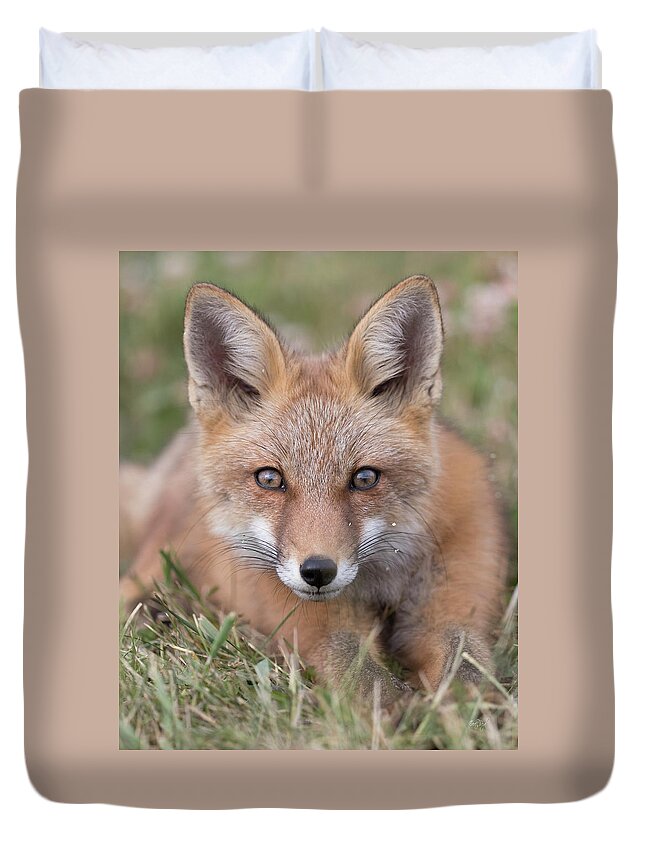 Red Fox Duvet Cover featuring the photograph Curiosity and Trust by Everet Regal