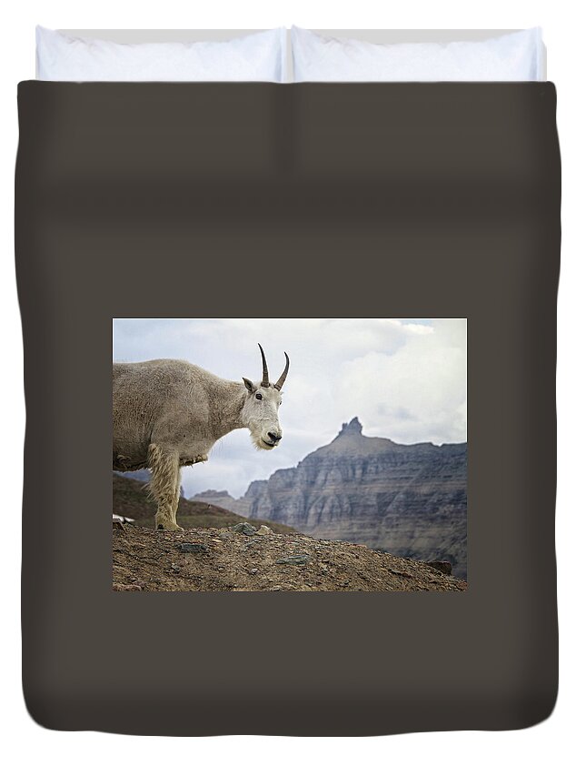 Horned Duvet Cover featuring the photograph Curious Mountain Goat At Glacier by L. Toshio Kishiyama