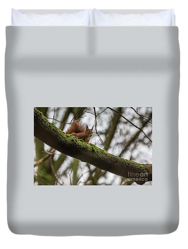 Red Squirrel Duvet Cover featuring the photograph Curious Squirrel by Eva Lechner