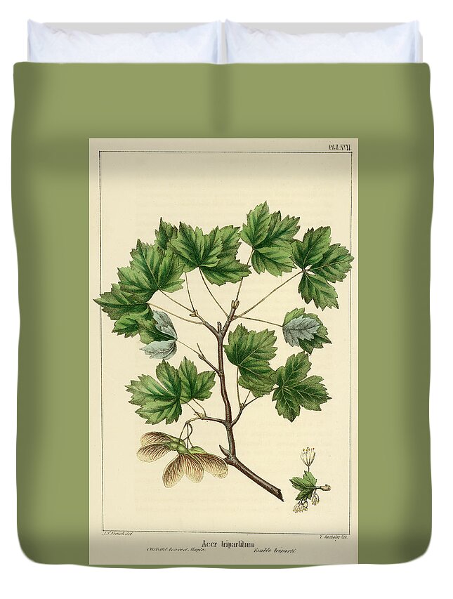 Currant Leaved Maple Duvet Cover featuring the drawing Currant Leaved Maple by Unknown