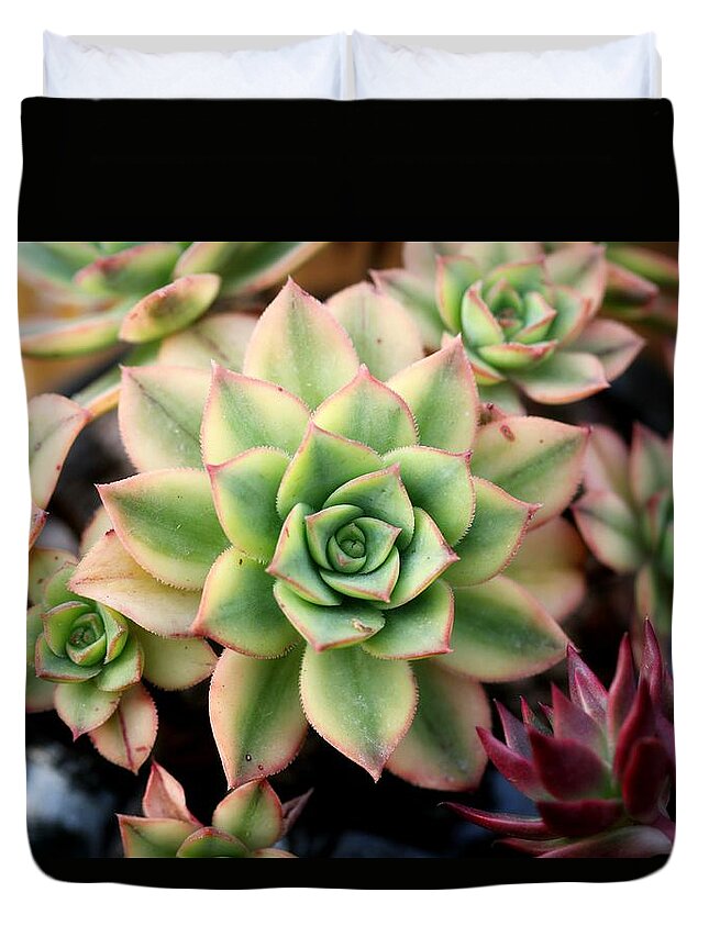 Cute Duvet Cover featuring the photograph Cute succulent by Top Wallpapers