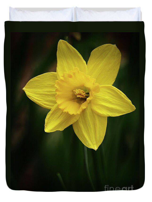 Color Duvet Cover featuring the photograph Daffodil In The Garden Shadows by Dorothy Lee