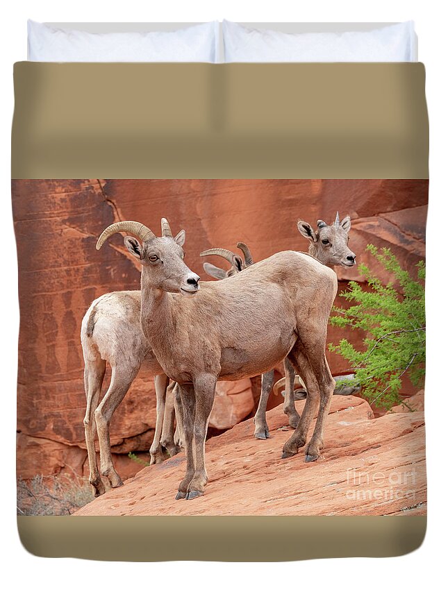 Desert Bighorn Sheep Duvet Covers