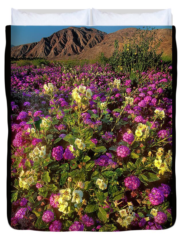 Dave Welling Duvet Cover featuring the photograph Desert Sand Verbena and Brown-eyed Primrose Below the Coyote Mountains California by Dave Welling