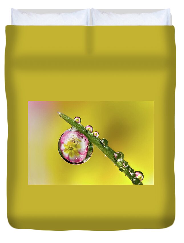 Primula Duvet Cover featuring the photograph Dewdrop Primula by Phil Corley  Goldenorfephotography