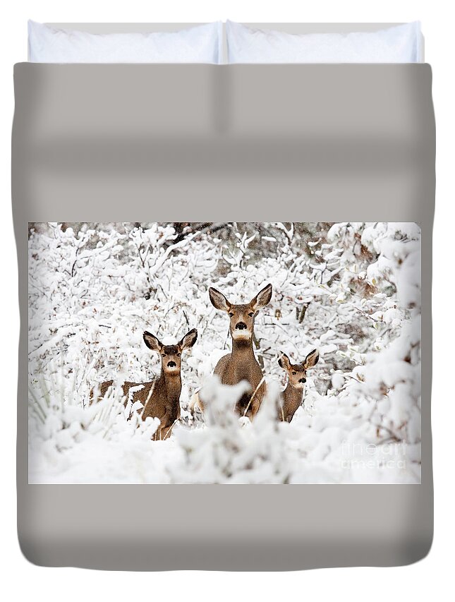Deer Duvet Cover featuring the photograph Doe Mule Deer in Snow by Steven Krull