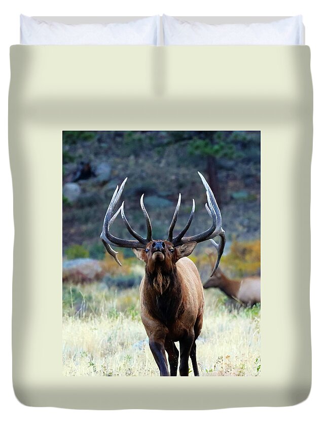 Elk Duvet Cover featuring the photograph Don't Mess With The Bull by Shane Bechler