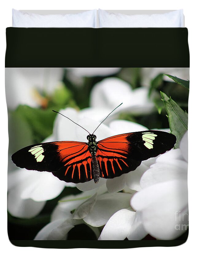 Doris Longwing Duvet Cover featuring the photograph Doris Longwing Butterfly on White Petals by Karen Adams