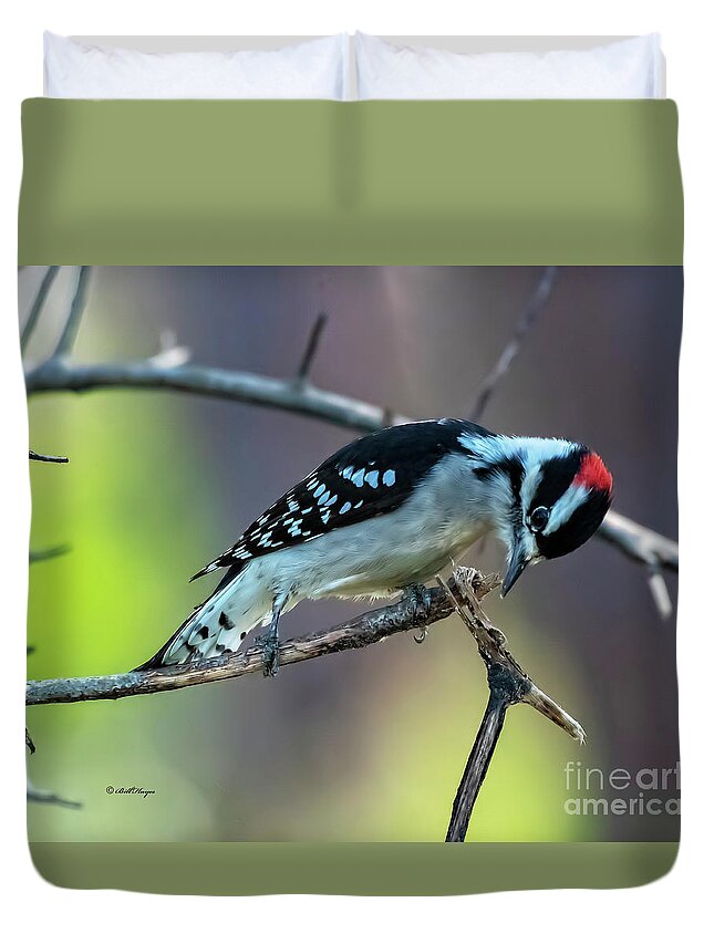 Woodpeckers Duvet Cover featuring the photograph Downy Woodpecker by DB Hayes