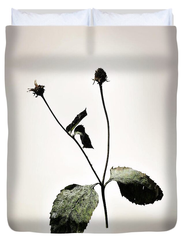 Aging Process Duvet Cover featuring the photograph Dried Flowers by Renold Zergat