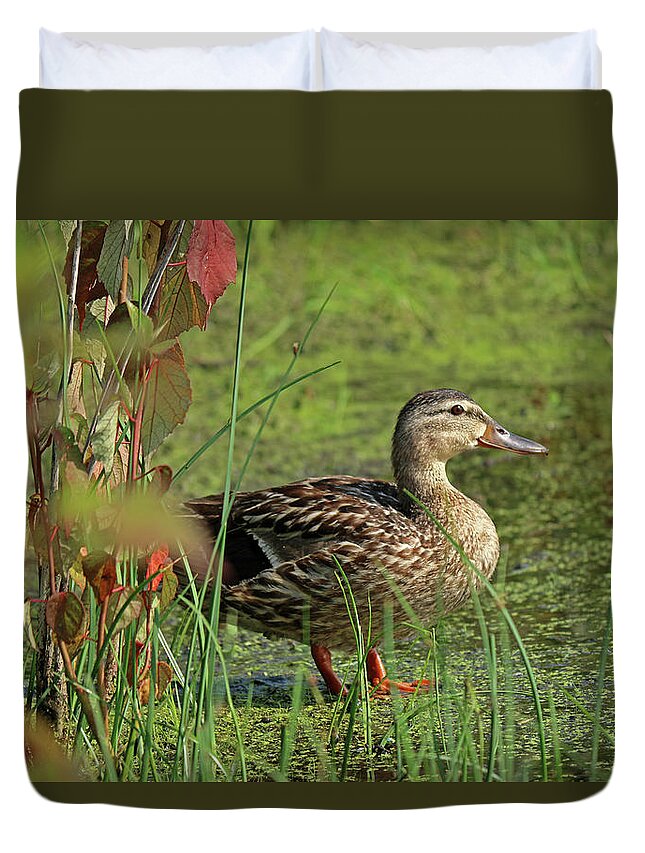 Duck Duvet Cover featuring the photograph Duck in the Meadow by Terrie Stickle