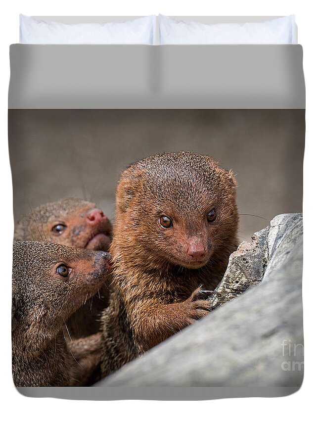 Common Dwarf Mongoose Duvet Cover featuring the photograph Dwarf Mongooses by Arterra Picture Library