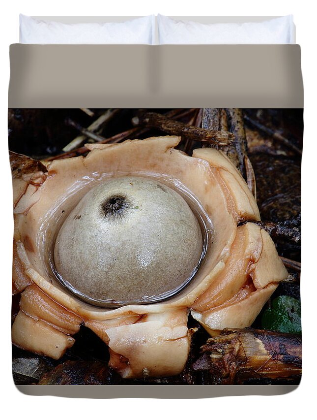 Geastrum Species Duvet Cover featuring the photograph Earthstar by Daniel Reed