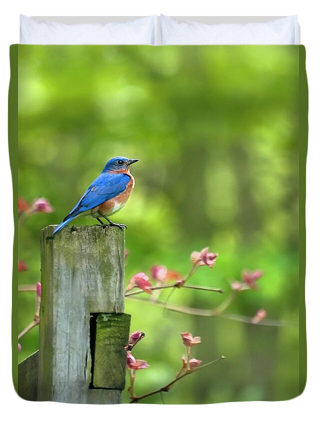 Bluebird Duvet Cover featuring the photograph Eastern Bluebird by Christina Rollo