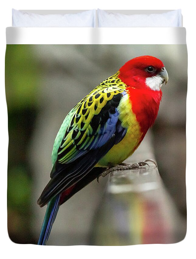 No People Duvet Cover featuring the photograph Eastern Rosella by SAURAVphoto Online Store