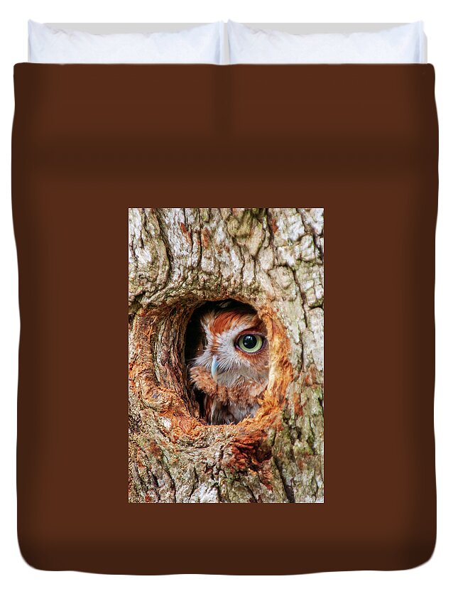 Birds Duvet Cover featuring the photograph Eastern Screech Owl by Louis Dallara