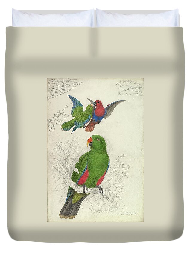 Birds Duvet Cover featuring the painting Eclectus Roratus Polychloros by Edward Lear