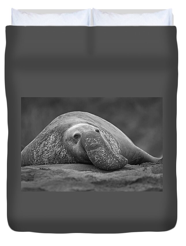 Disk1215 Duvet Cover featuring the photograph Elephant Seal At Rest by Tim Fitzharris