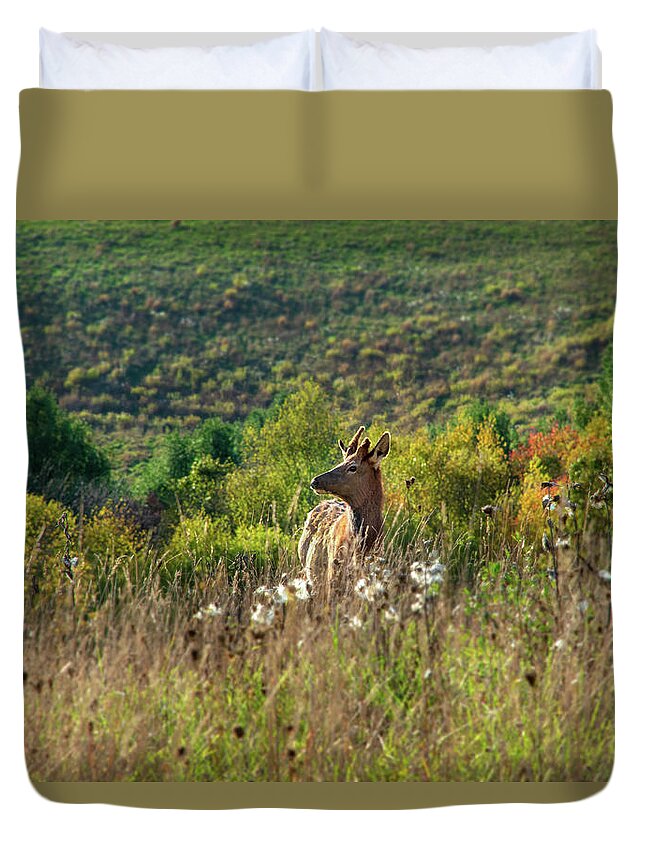 Elk Duvet Cover featuring the photograph Elk In Fall Field by Christina Rollo