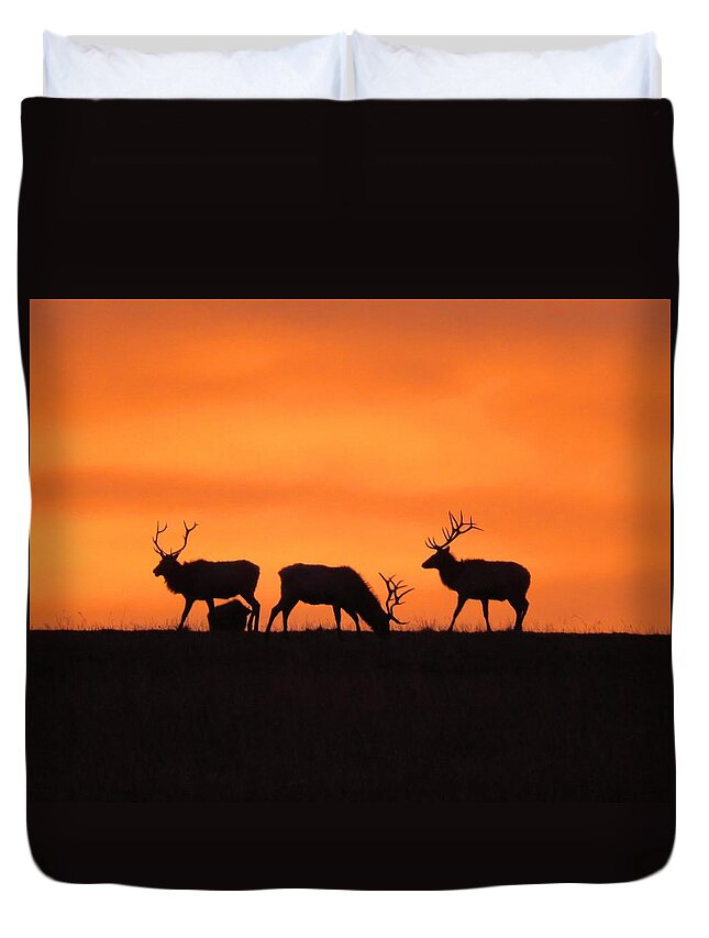 Elk Duvet Cover featuring the photograph Elk in the morning light by Keith Stokes