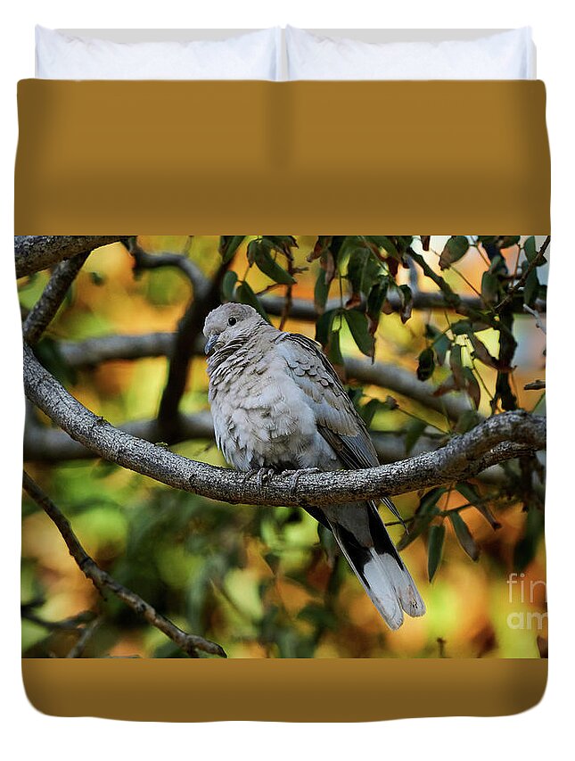 Standing Duvet Cover featuring the photograph Eurasian Collared Dove by Pablo Avanzini