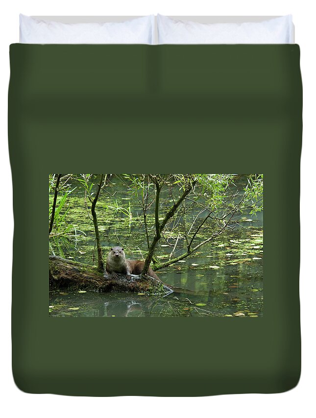 Ottercollection Duvet Cover featuring the photograph European Otter On Log Over Water, Captive, The Netherlands by Edwin Giesbers / Naturepl.com
