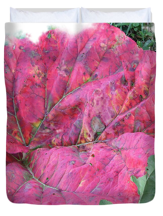Rhubarb Duvet Cover featuring the photograph Fall Rhubarb Beauty by Rich Collins
