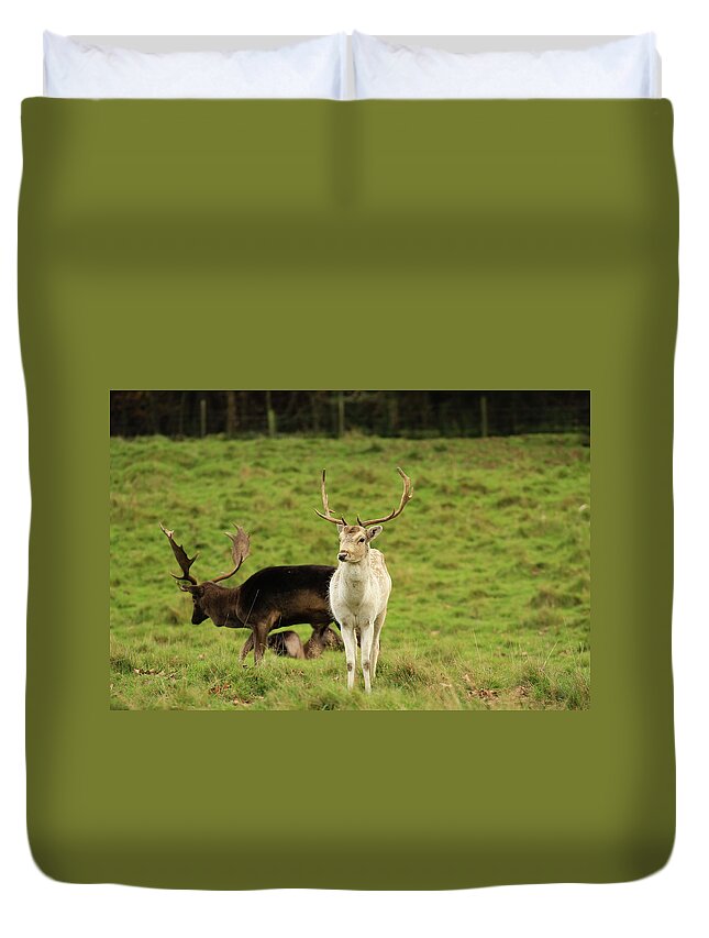 Male Animal Duvet Cover featuring the photograph Fallow Deer by Scott-cartwright