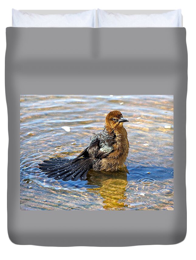 Grackle Duvet Cover featuring the photograph Female Boat-tailed Grackle is Taking a Splash Bath by Lyuba Filatova