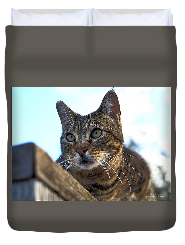 Animal Duvet Cover featuring the photograph Fence Feline by Richard Thomas