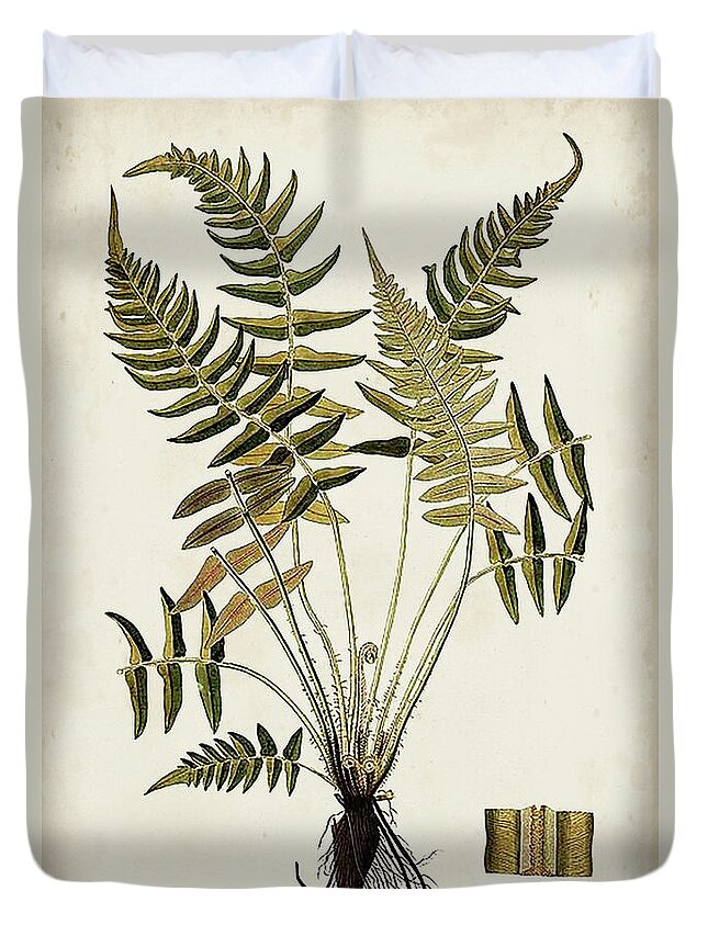 Botanical & Floral+ferns+botanical Study Duvet Cover featuring the painting Fern Botanical Iv by Vision Studio