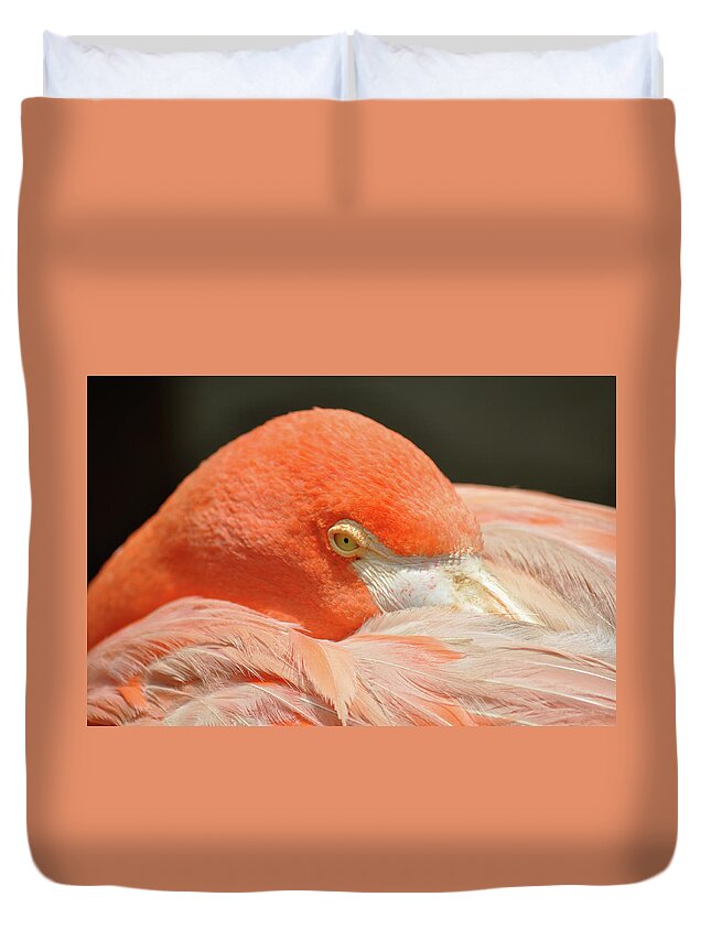 Animal Themes Duvet Cover featuring the photograph Flamingo Resting by By Eugenio Carrer São Paulo Brazil