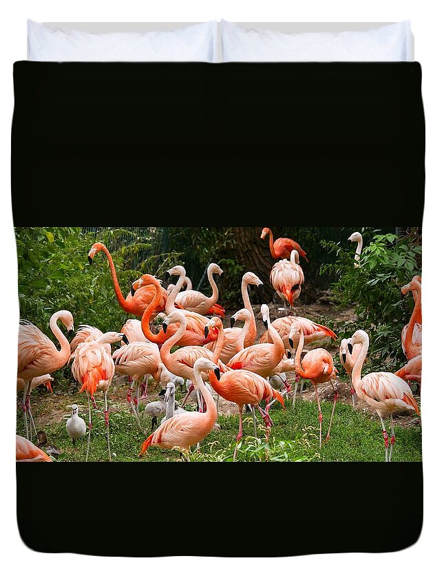 Cute Duvet Cover featuring the photograph Flamingos outdoors by Top Wallpapers