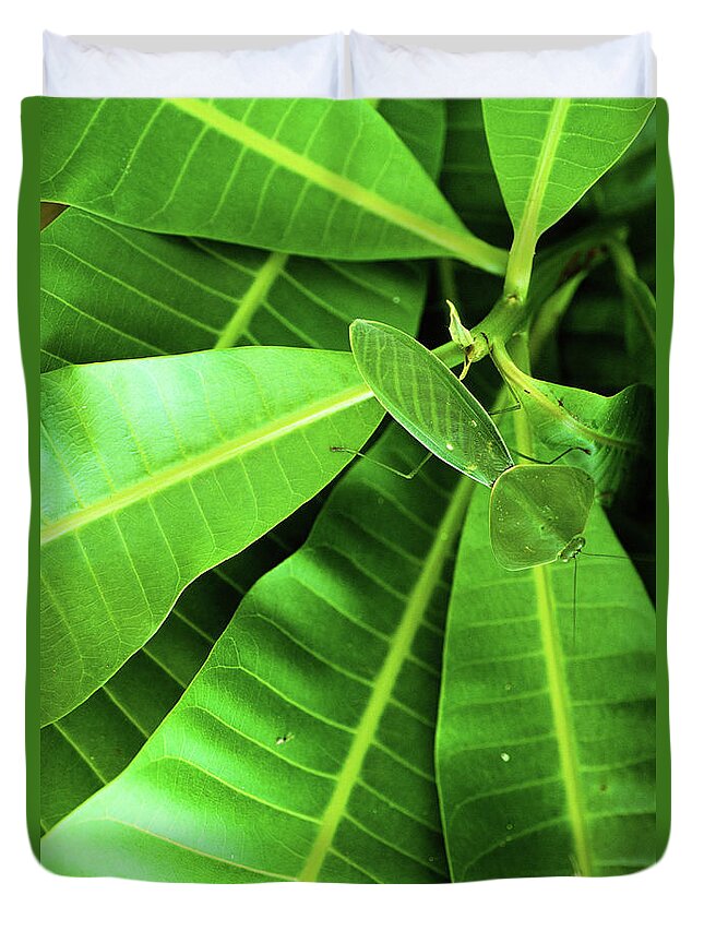 Insect Duvet Cover featuring the photograph Flat Green Leaf Mantis Panama by Art Wolfe