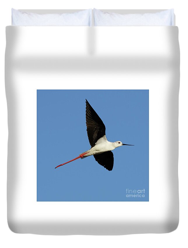 Black Duvet Cover featuring the photograph Flying Black-Winged Stilt with Blue Sky by Pablo Avanzini