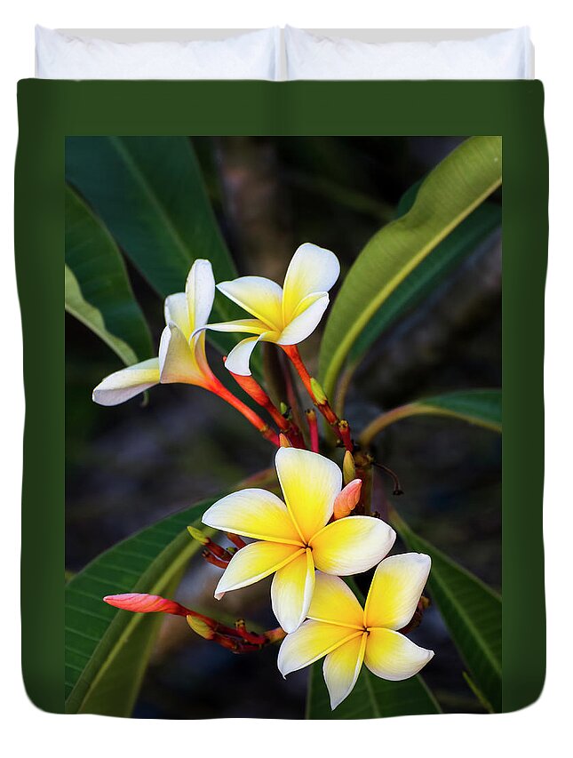 Frangipani Duvet Cover featuring the photograph Frangipani Beauty by Ginger Stein