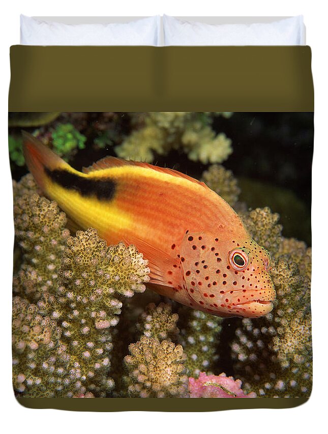 Underwater Duvet Cover featuring the photograph Freckled Hawkfish Perches On Stony by Comstock