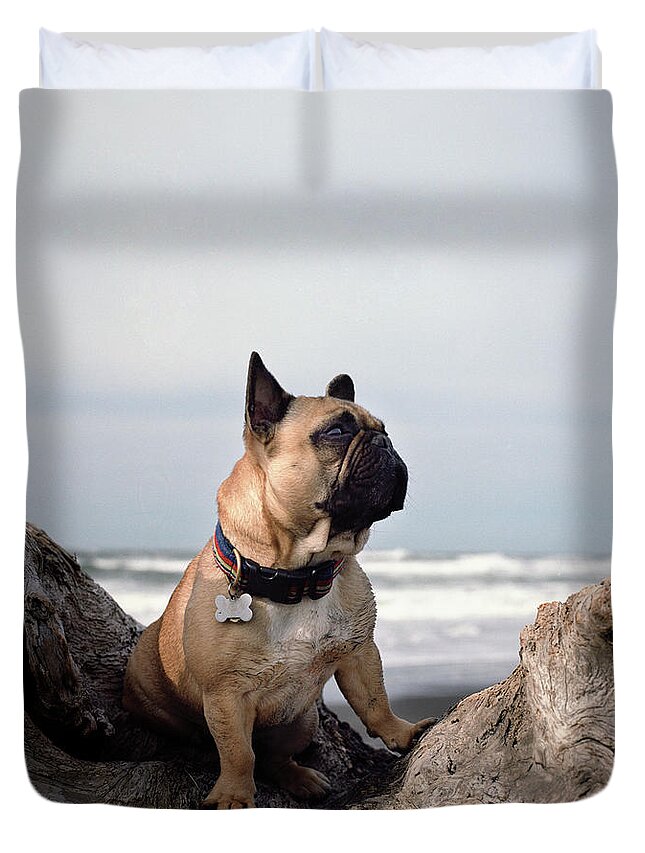 Pets Duvet Cover featuring the photograph French Bulldog On Log At Beach by Danielle D. Hughson