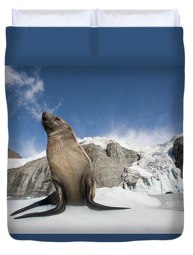 Snow Duvet Cover featuring the photograph Fur Seals Arctocephalus Gazella In Snow by Paul Souders