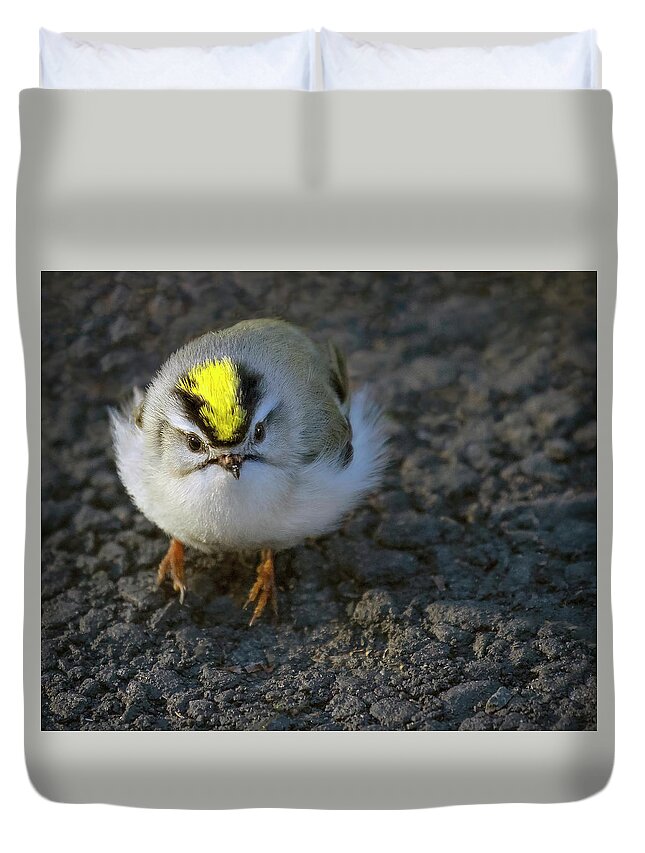 Kinglet Duvet Cover featuring the photograph Fuzz Ball by Art Cole
