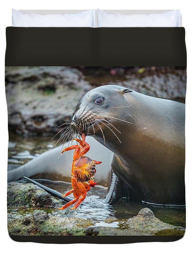 Animal Duvet Cover featuring the photograph Galapagos Sea Lion And Sally Lightfoot by Tui De Roy